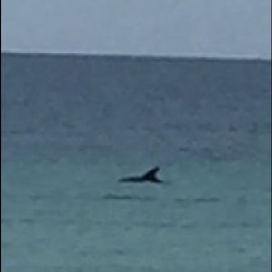 Meet your Posher, Sally